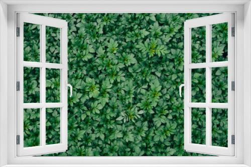 Fototapeta Naklejka Na Ścianę Okno 3D - Green leaf texture,tropical leaf texture and dark leaf background
