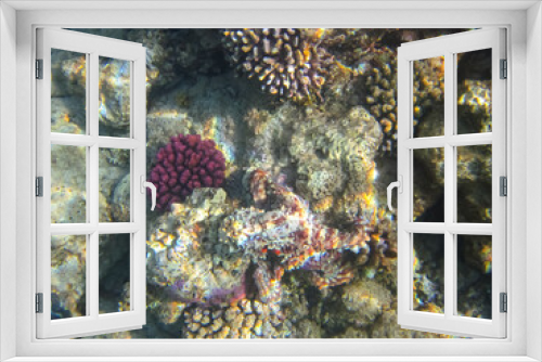 Fototapeta Naklejka Na Ścianę Okno 3D - Octopus hiding in the coral reef of the Red Sea
