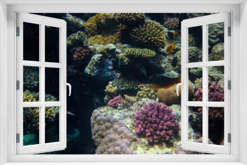 Fototapeta Naklejka Na Ścianę Okno 3D - Beautiful coral reef in the Red Sea