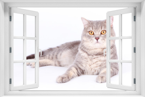 Fototapeta Naklejka Na Ścianę Okno 3D - Persian cat, sitting in front of white background