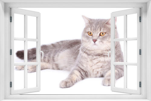 Fototapeta Naklejka Na Ścianę Okno 3D - persian cat in front of white background