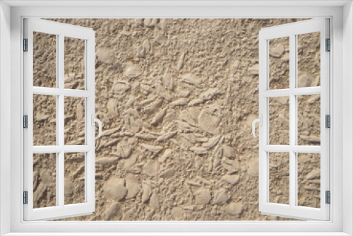 Fototapeta Naklejka Na Ścianę Okno 3D - Fossils in the sandstones of the egyptian pyramids