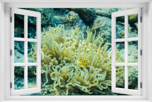 Fototapeta Naklejka Na Ścianę Okno 3D - little dear baby red sea anemonefish in their anemone at the sea bed