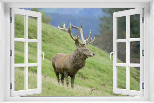 Fototapeta Naklejka Na Ścianę Okno 3D - Rothirsch - König des Waldes