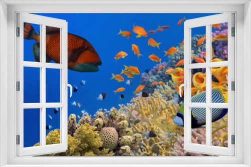 Fototapeta Naklejka Na Ścianę Okno 3D - Wonderful and beautiful underwater world with corals