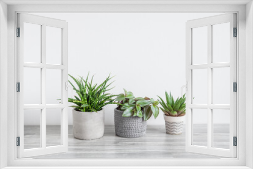 Fototapeta Naklejka Na Ścianę Okno 3D - Several home plants - sansevieria, tradescantia and gasteria on the white background, home gardening and connecting with nature concept