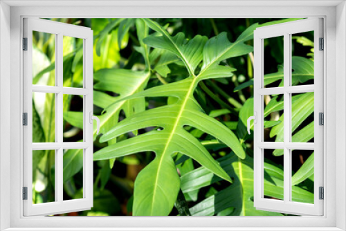 Fototapeta Naklejka Na Ścianę Okno 3D - Close up of Philodendron Florida Beauty Green leaves