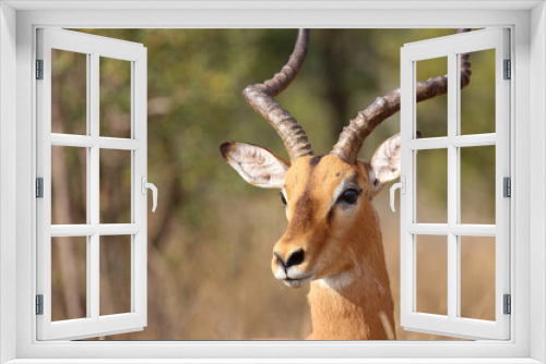 Fototapeta Naklejka Na Ścianę Okno 3D - Schwarzfersenantilope / Impala / Aepyceros melampus
