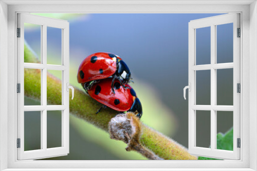Fototapeta Naklejka Na Ścianę Okno 3D - Mating Ladybugs On A Branch