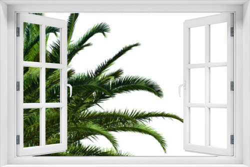Fototapeta Naklejka Na Ścianę Okno 3D - Realistic palm branches isolated on white background
