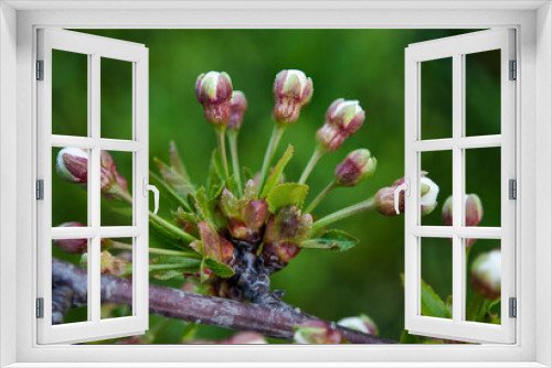 Fototapeta Naklejka Na Ścianę Okno 3D - delicate buds of cherry tree flowers on a green background