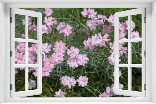Fototapeta Naklejka Na Ścianę Okno 3D - Pink carnation flowers blossoming in a garden