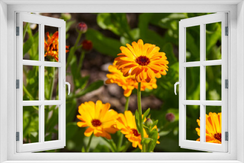 Fototapeta Naklejka Na Ścianę Okno 3D - Calendula's Blooming in the Summer