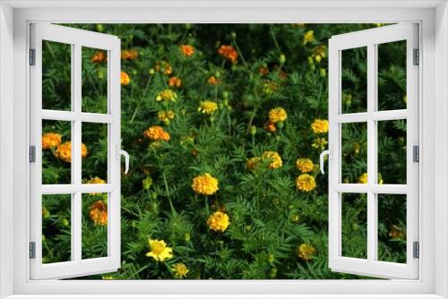 Fototapeta Naklejka Na Ścianę Okno 3D - marigold flower in the garden