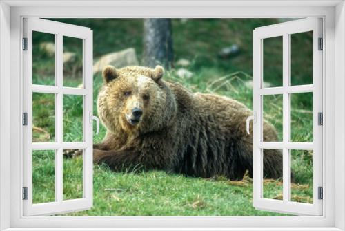 Fototapeta Naklejka Na Ścianę Okno 3D - Ours brun, Ursus arctos
