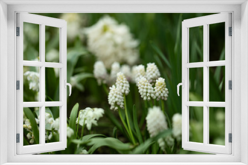 Fototapeta Naklejka Na Ścianę Okno 3D - białe szafirki w ogrodzie, white sapphires, Muscari	