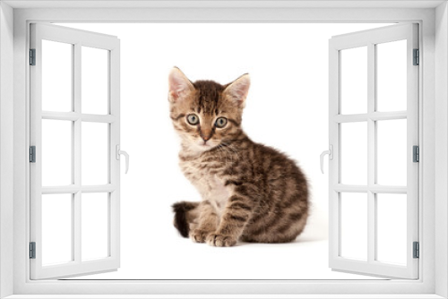 Fototapeta Naklejka Na Ścianę Okno 3D - Katzenbaby