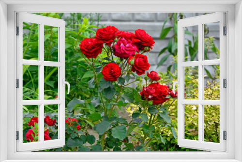 Fototapeta Naklejka Na Ścianę Okno 3D - czerwone róże rabatowe, czerwone róże w ogrodzie, red roses in garden	