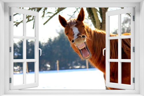 Fototapeta Naklejka Na Ścianę Okno 3D - Funny horse
