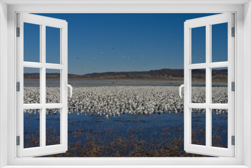 Fototapeta Naklejka Na Ścianę Okno 3D - Thousands of Snow Geese Migrate Through Missouri