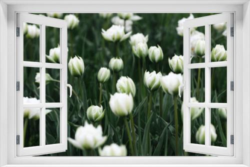 Fototapeta Naklejka Na Ścianę Okno 3D - plant background from tulips