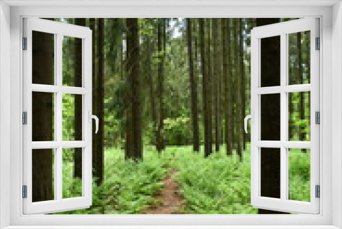 Fototapeta Naklejka Na Ścianę Okno 3D - forest path