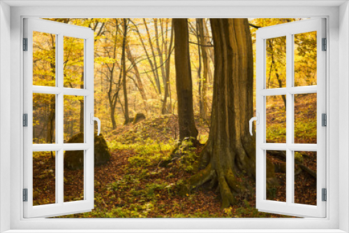 Fototapeta Naklejka Na Ścianę Okno 3D - Beautiful autumn forest