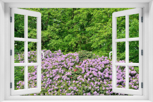 Fototapeta Naklejka Na Ścianę Okno 3D - Violet rhododendrons in park