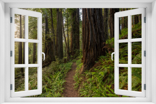 Fototapeta Naklejka Na Ścianę Okno 3D - Golden Light Falls Softly Over Redwoods In The Morning