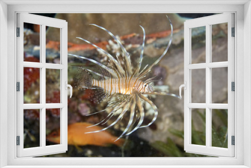Fototapeta Naklejka Na Ścianę Okno 3D - clearfin lionfish (pterois radiata)