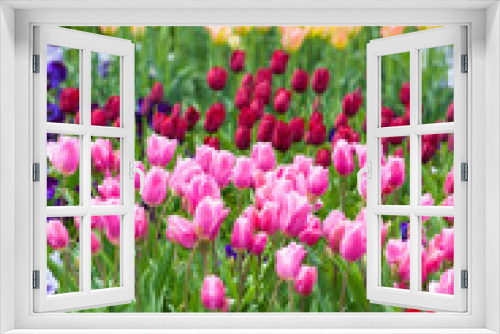 Fototapeta Naklejka Na Ścianę Okno 3D - spring time - Tulpenwiese - bunte Blüten