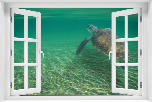 Fototapeta Naklejka Na Ścianę Okno 3D - a sea turtle swimming beneath the wakes of a wave
