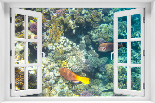 Fototapeta Naklejka Na Ścianę Okno 3D - Beautiful fish in the coral reef of the Red Sea