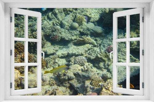 Fototapeta Naklejka Na Ścianę Okno 3D - Beautiful fish in the coral reef of the Red Sea