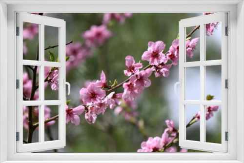 Fototapeta Naklejka Na Ścianę Okno 3D - Fleurs de cerisiers au Printemps