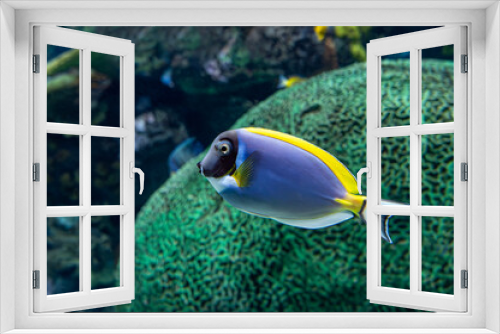 Fototapeta Naklejka Na Ścianę Okno 3D - Tropical coral, sea fish - Powder blue tang