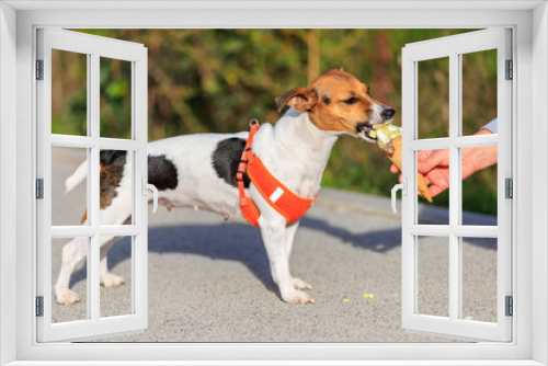 Fototapeta Naklejka Na Ścianę Okno 3D - A dog of the Jack Russell Terrier breed eats ice cream. Animal portrait with selective focus and copy space