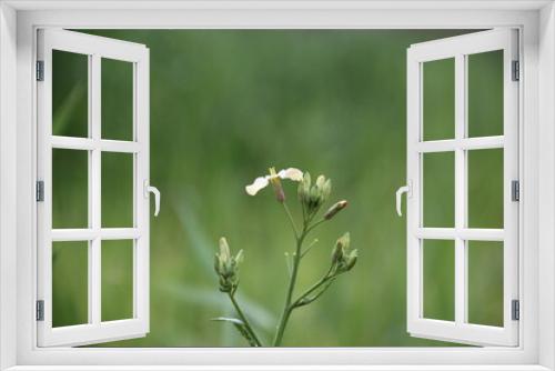 Fototapeta Naklejka Na Ścianę Okno 3D - WHITE AND PINK FLOWER IN GARDEN WITH BLUR BACKGROUND
