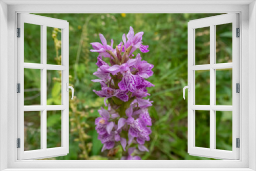 Fototapeta Naklejka Na Ścianę Okno 3D - Close-up shot of the marsh orchid or spotted orchid (Dactylorhiza) growing and blooming with purple flower in meadow