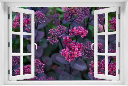 Fototapeta Naklejka Na Ścianę Okno 3D - Flowers of Hylotelephium spectabile. Background of purple flowers