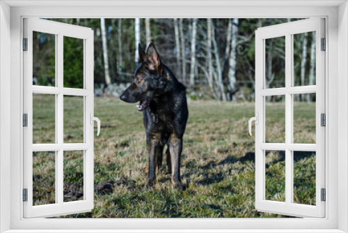 Fototapeta Naklejka Na Ścianę Okno 3D - beautiful gray German Shepherd dog in a meadow in Sweden countryside