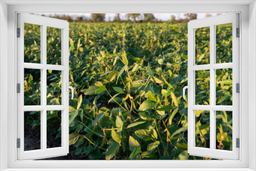 Fototapeta Naklejka Na Ścianę Okno 3D - Soybeans growing in a field, agriculture