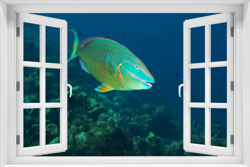 Fototapeta Naklejka Na Ścianę Okno 3D - Parrot fish