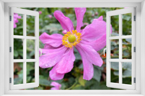 Fototapeta Naklejka Na Ścianę Okno 3D - Grape Leaf Anemone 01