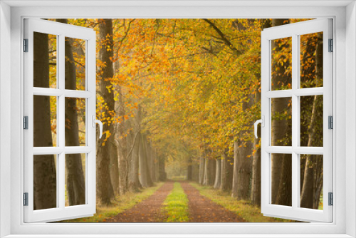 Fototapeta Naklejka Na Ścianę Okno 3D - Autumn colors in a lane of trees.