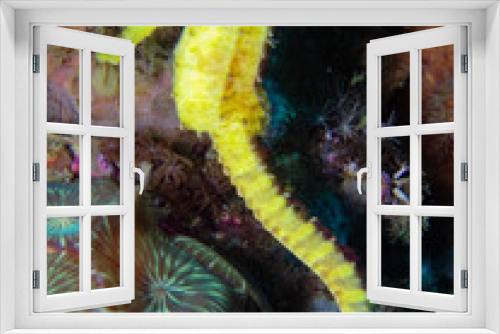 Fototapeta Naklejka Na Ścianę Okno 3D - Yellow seahorse
