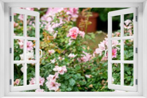 Fototapeta Naklejka Na Ścianę Okno 3D - pink roses in the pot