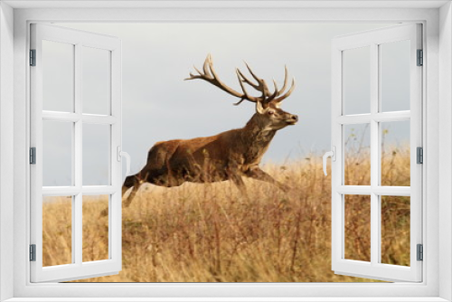 Fototapeta Naklejka Na Ścianę Okno 3D - red deer buck running in a clearing