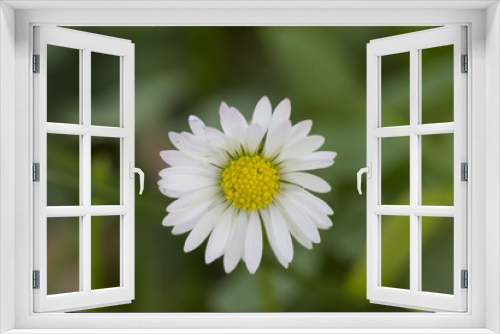 Fototapeta Naklejka Na Ścianę Okno 3D - daisy in the garden