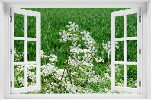Fototapeta Naklejka Na Ścianę Okno 3D - white flowers 1